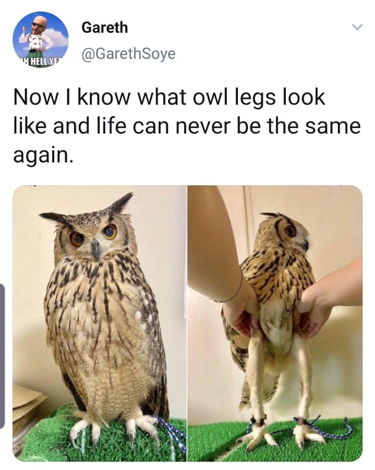 now i know what owl legs look like and life can never be the same again
