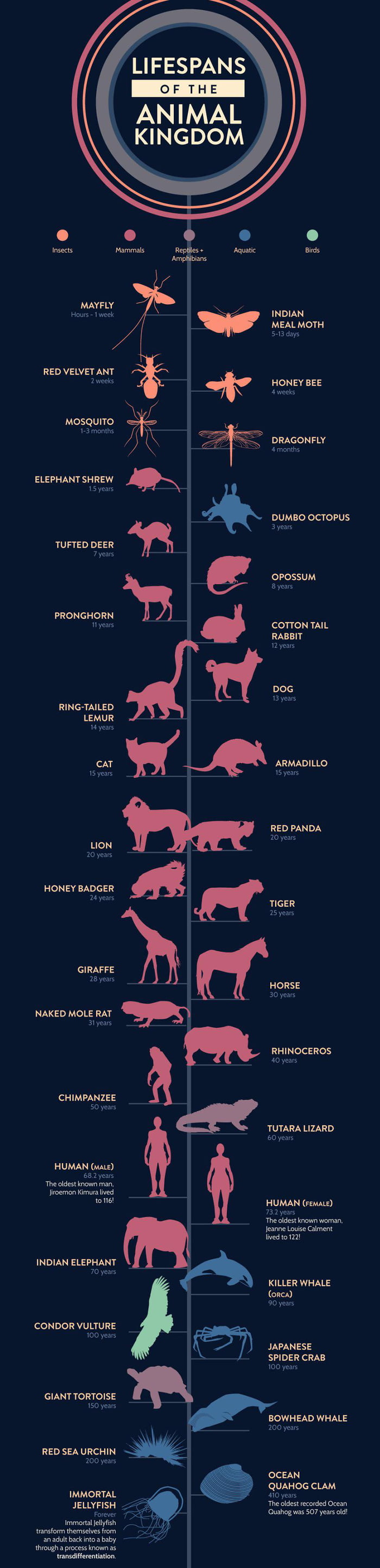 lifespan of the animal kingdom