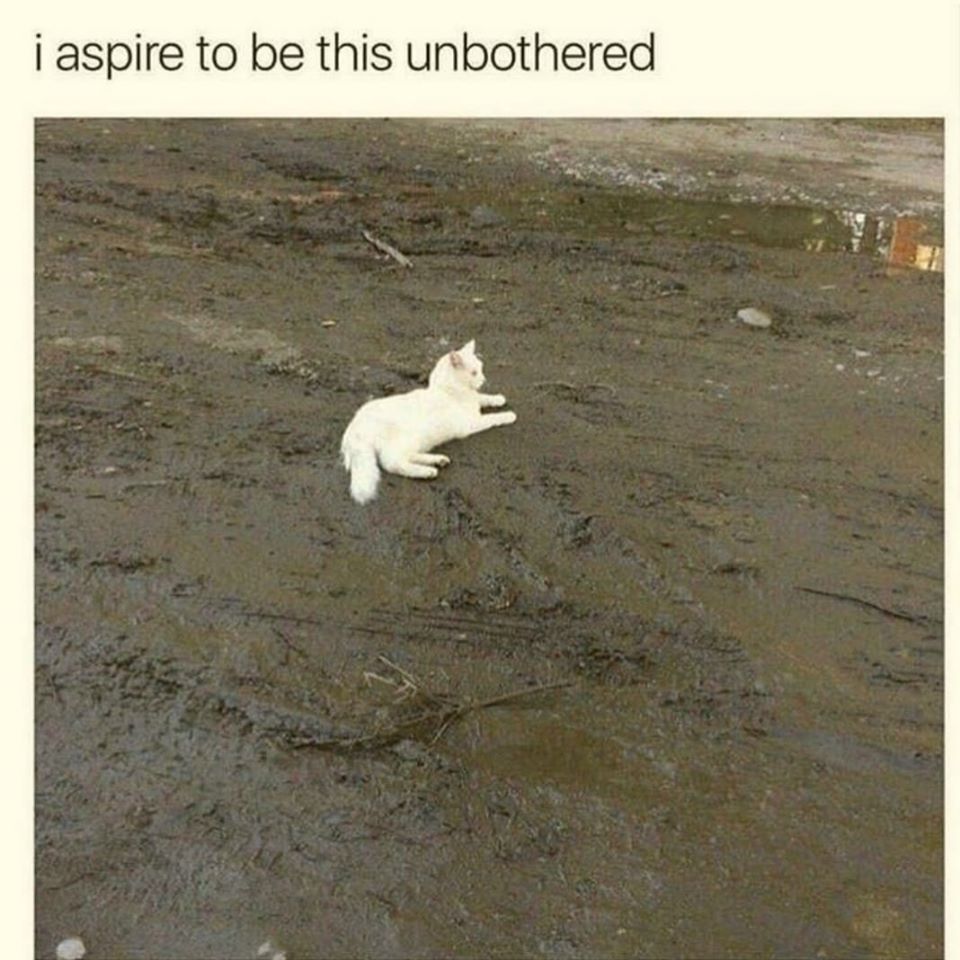i aspire to be this unbothered, white cat on mud