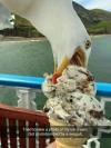 tried to take a photo of my ice cream, got photobombed by a seagull