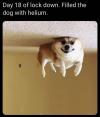 day 18 of lock down, filled the dog with helium