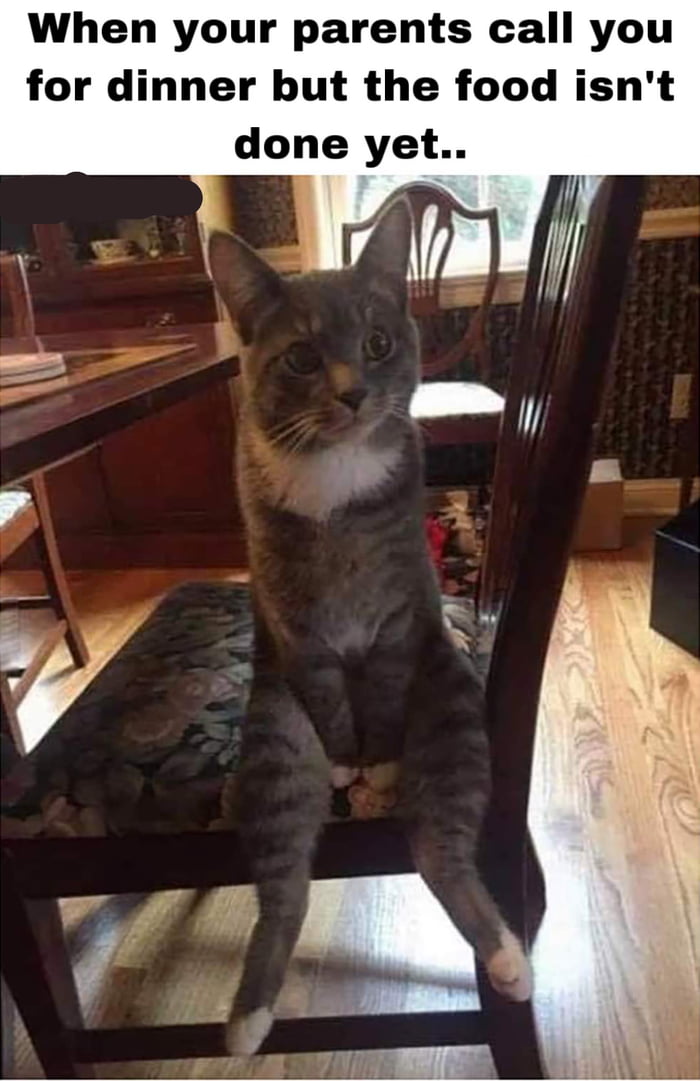 when your parents call you for dinner but the food isn't done yet, cat