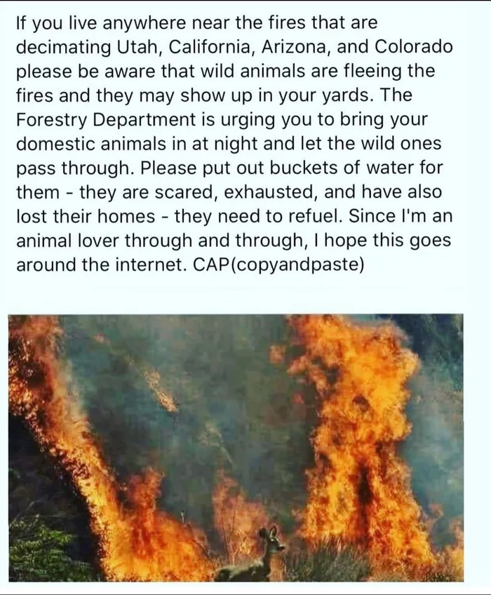what to do about the increasing amount of wild animals in your area in california due to forest fires