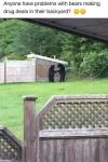 anyone else having problems with bears making drug deals in their back yard?