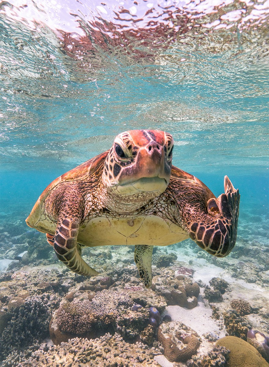 turtle says fuck you humans