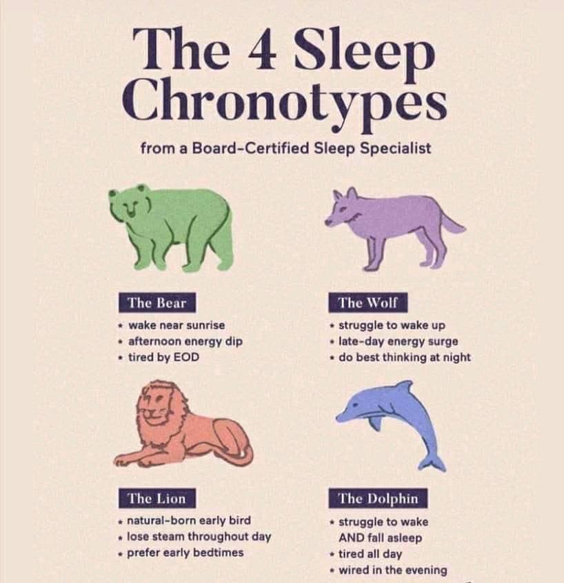 the 4 sleep chronotypes, the bear, the wolf, the lion, the dolphin
