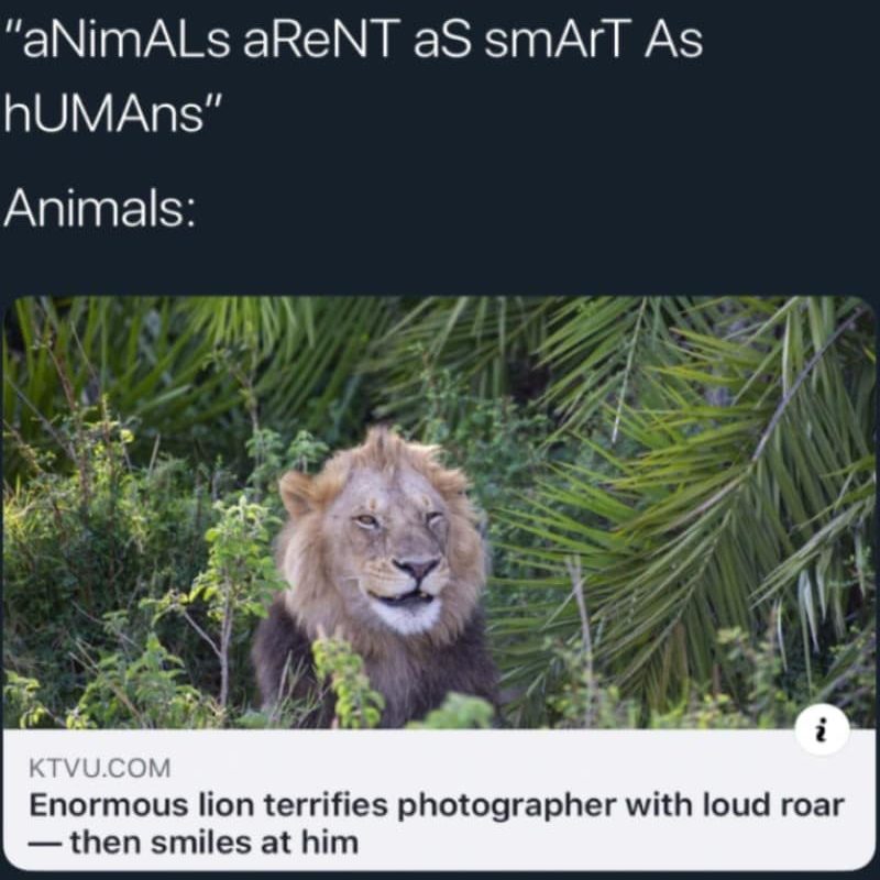 animals aren't as smart as humans, enormous lion terrifies photographer with loud roar, then smiles at him