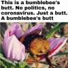 this is a bumblebee's butt, no politics no coronavirus, just a butt, a bumblebee's butt, meme