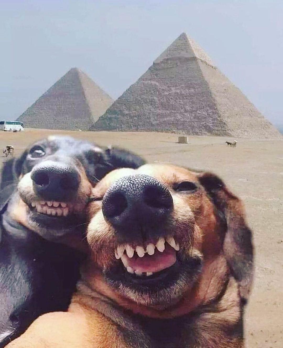 how i see people taking selfies in front of landmarks, two dogs smiling in front of egyptian pyramids