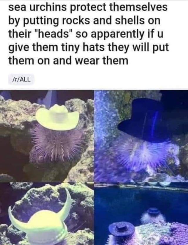 sea urchins protect themselves by putting rocks and shells on their heads so apparently if you give them tiny hats they will put them on and wear them