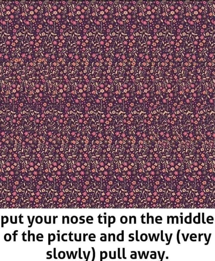 put your nose tip on the middle of the picture and slowly pull away, magic eye, butterfly