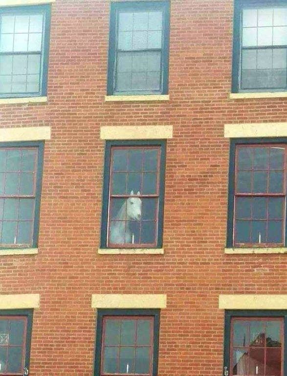 horse in the window, wtf