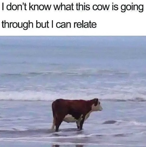 i don't know what this cow is going through but i can relate, sad cow on beach is sad