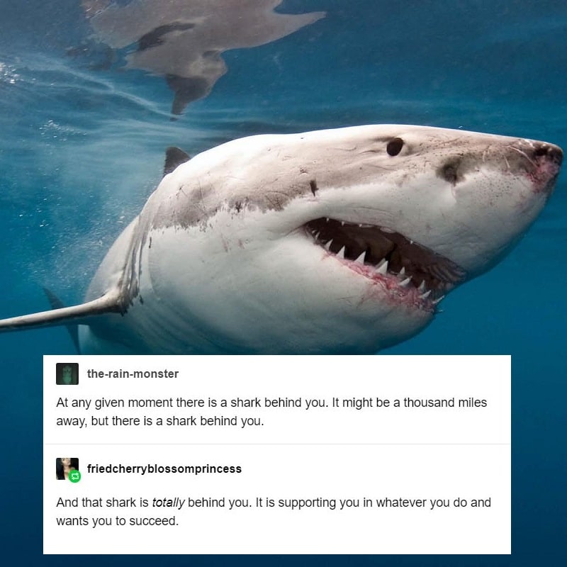 at any given moment there is a shark behind you, it might be a thousand miles away but there is a shark behind you, and that shark is totally behind you, it is supporting you in whatever you do and wants you to succeed