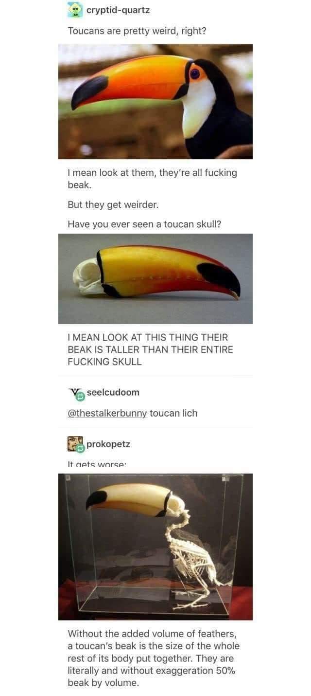 toucans are pretty weird right?, i mean look at them, they're all fucking beak, but they get weirder, have you ever seen a toucan skull?, their beak is taller than their entire fucking skull, it gets worse