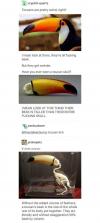 toucans are pretty weird right?, i mean look at them, they're all fucking beak, but they get weirder, have you ever seen a toucan skull?, their beak is taller than their entire fucking skull, it gets worse