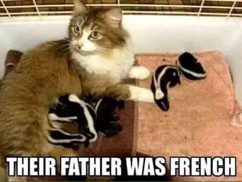 their father was french, cat with baby skunks