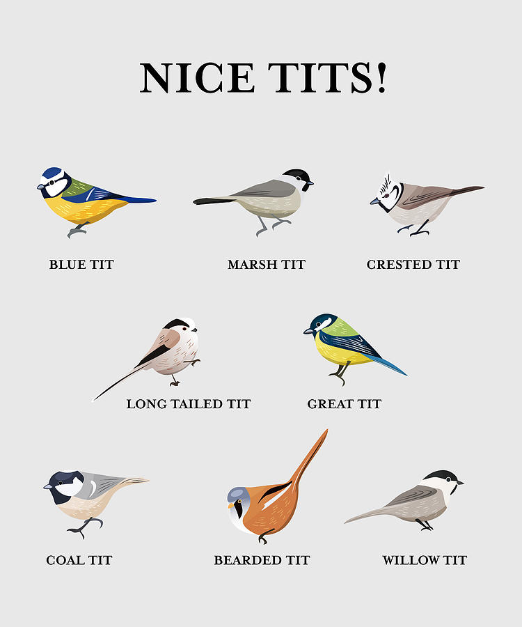 nice tits, a collection of tits