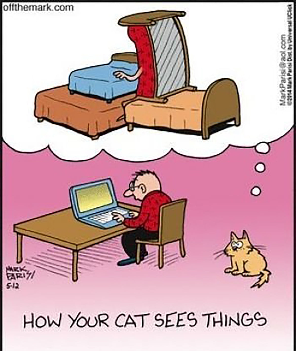 how your cat sees things