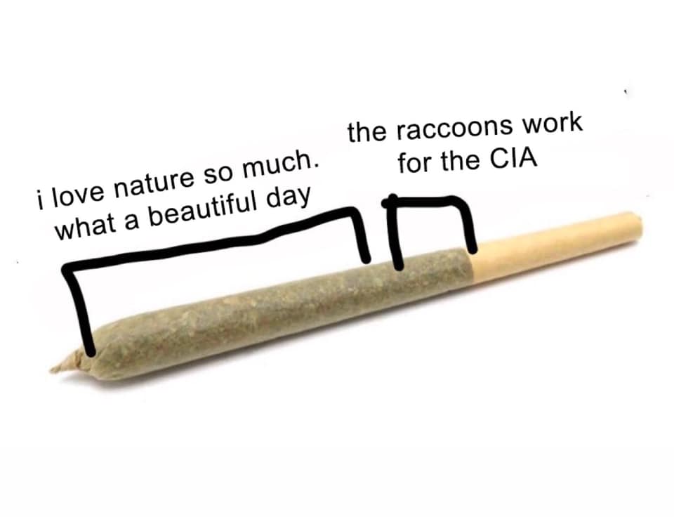 i love nature so much what a beautiful day, the raccoons work for the cia