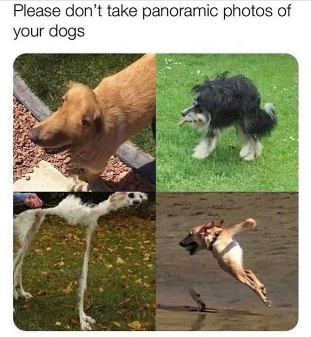 please don't take panoramic photos of your dogs, wtf, lol