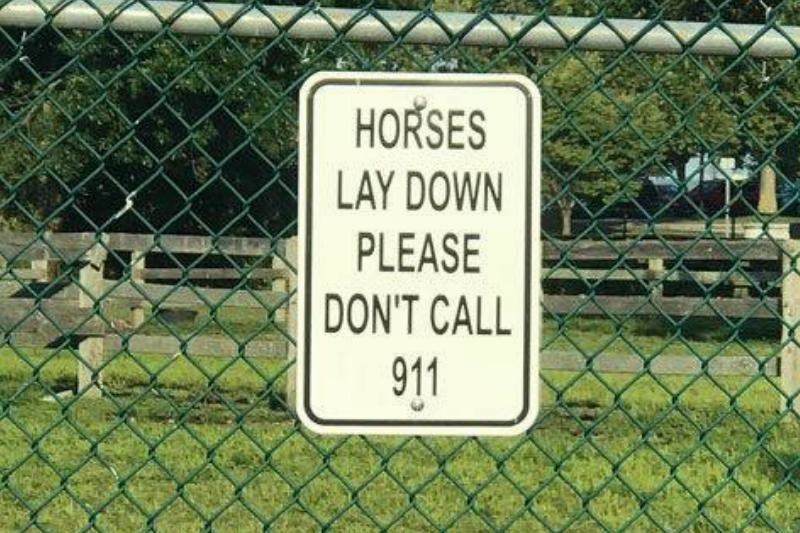 horses lay down please don't call 911