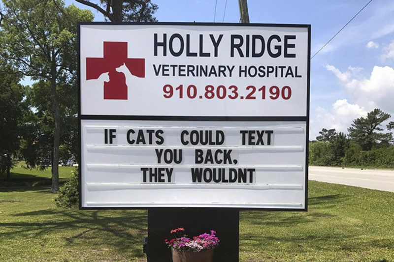 if cats could text you back, they wouldn't, holly ridge veterinary hospital