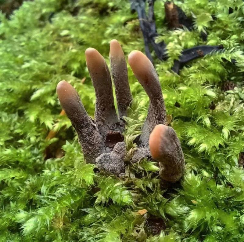 dead man's fingers, the fungus is a naturally occurring growth that forms at the bottom of trees