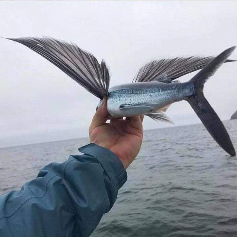 flying fish with wings, wtf