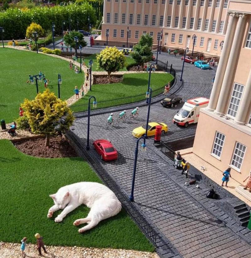 this cat made its way into a model village, instead of doing some old-fashioned terrorizing, it decided to have a little snooze on the grounds