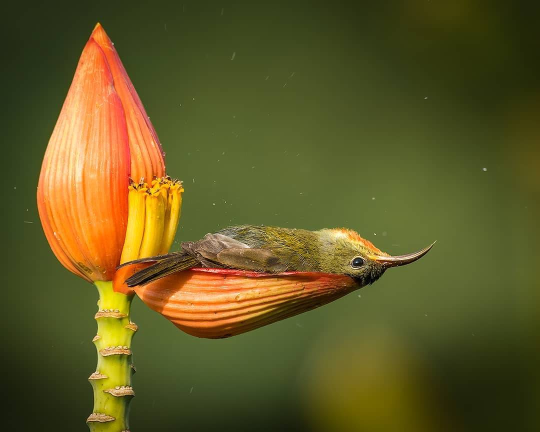 this sunbird cooling off in a tiny flower petal bathtub