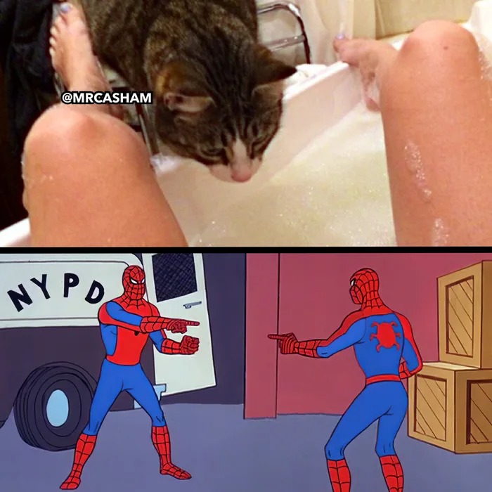 pussy cat sees pussy, spiderman vs spiderman