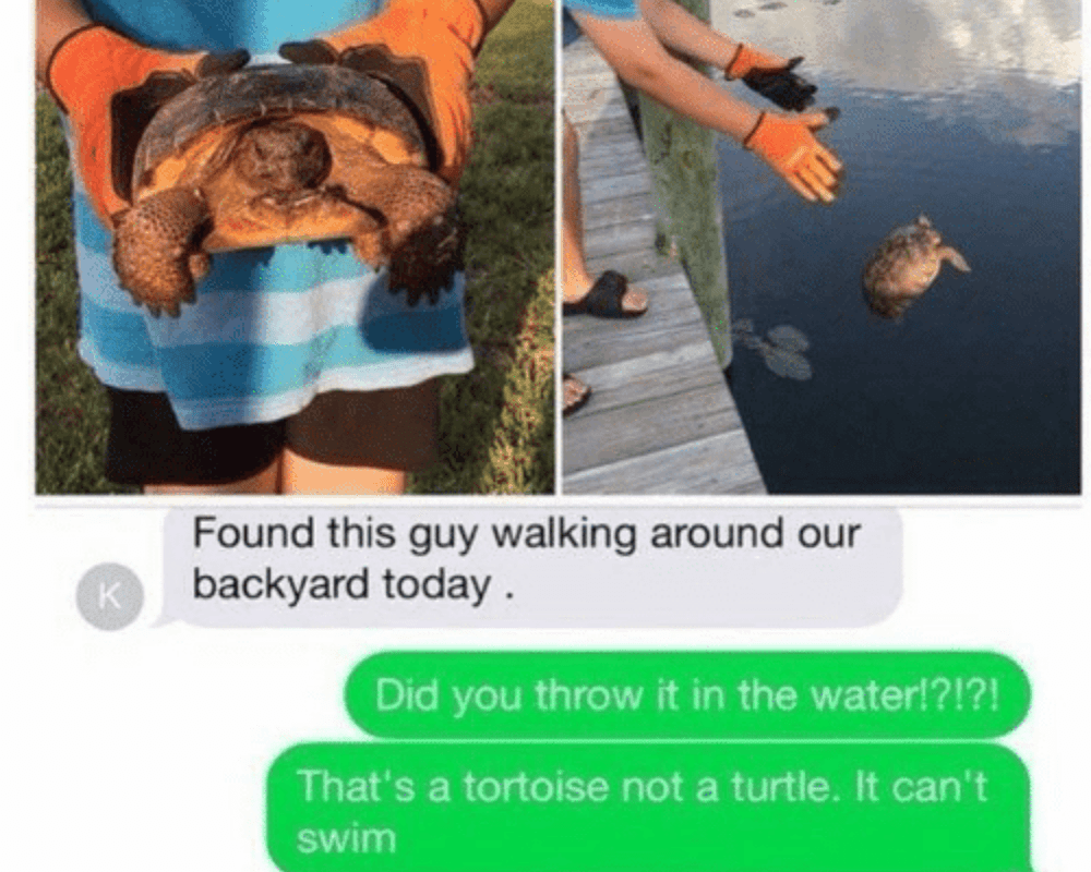 found this guy walking around our backyard today, did you throw it in the water?, that's a tortoise not a turtle, it can't swim
