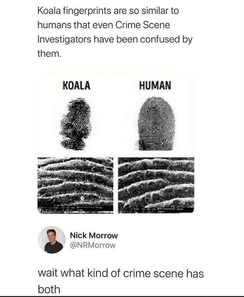 koala fingerprints are so similar to humans that even crime scene investigators have been confused by them, wait what kind of crime scene has both