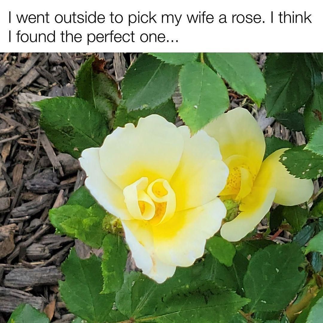 i went outside to pick my wife a rose, i think i found the perfect one