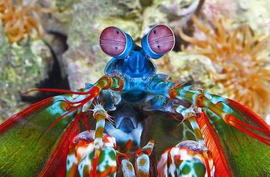 the mantis shrimp has the world’s fastest punch at 50 mph, capable of breaking clean through aquarium glass