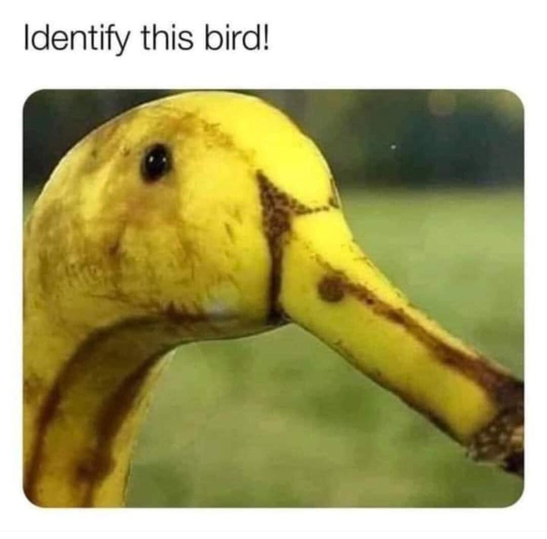 identify this bird, banana or bird?
