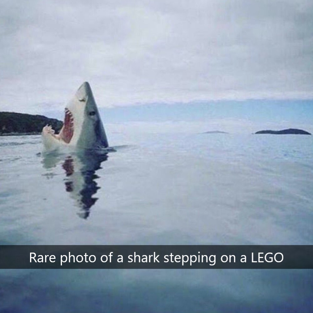 rare photo of a shark stepping on a lego