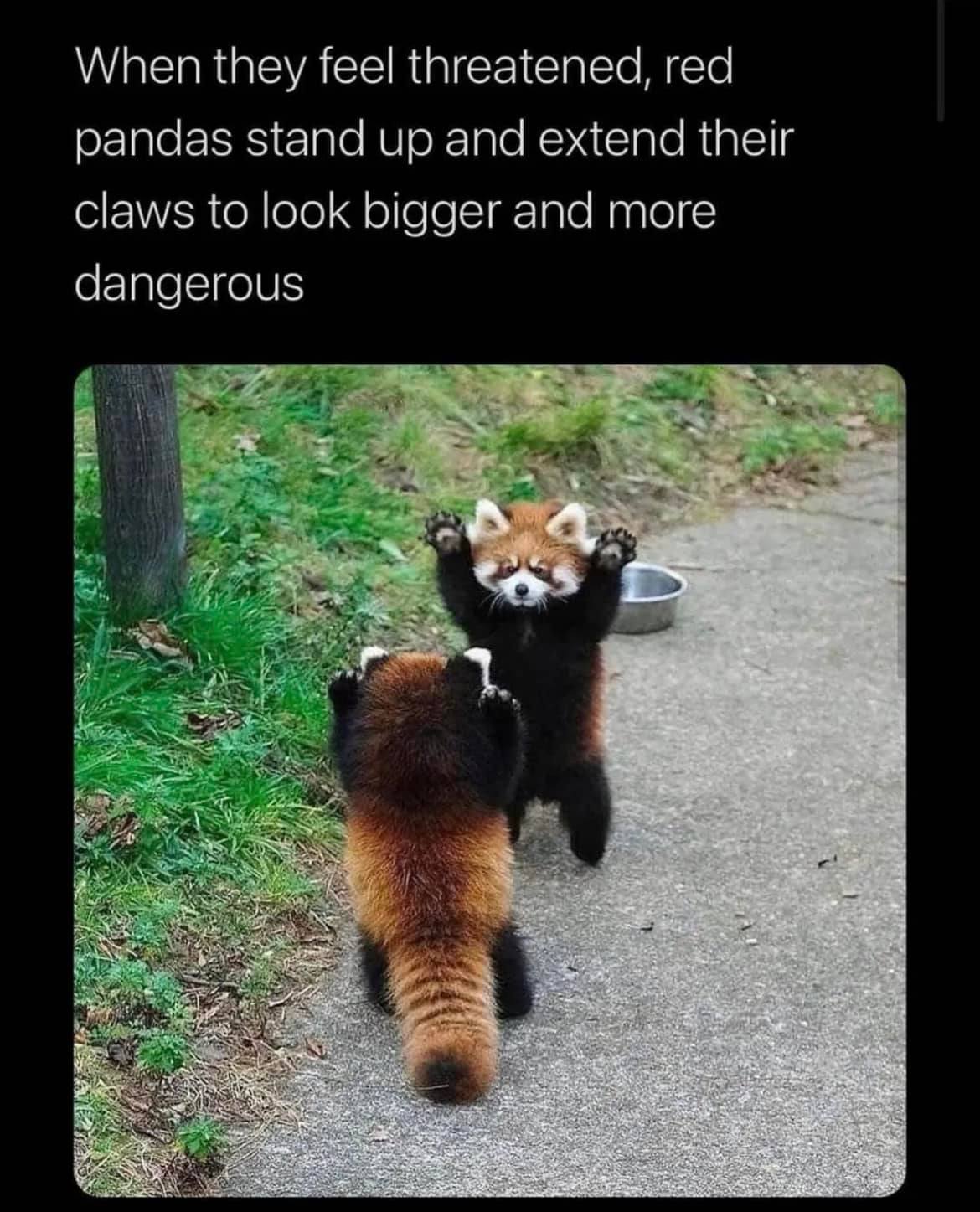 when they feel threatened, red pandas stand up and extend their claws to look bigger and more dangerous