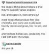 the dopest things about horses is that they're basically grass engines, like, grass goes in, fast comes out, most things that produce fast (like cheetahs and cars) use much more heavily processed grass, like horses and oil