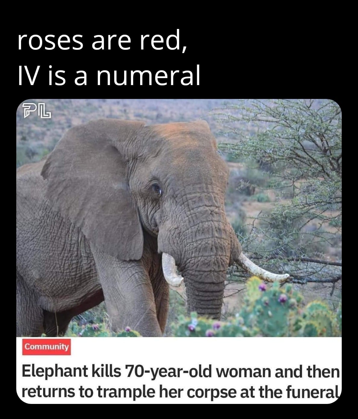 elephant kills 70 year old woman and then returns to trample her corpse at the funeral