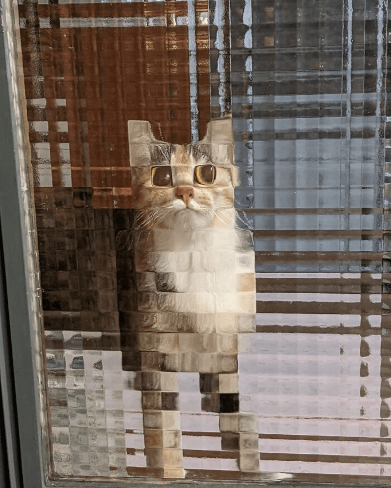 cat in cubed window