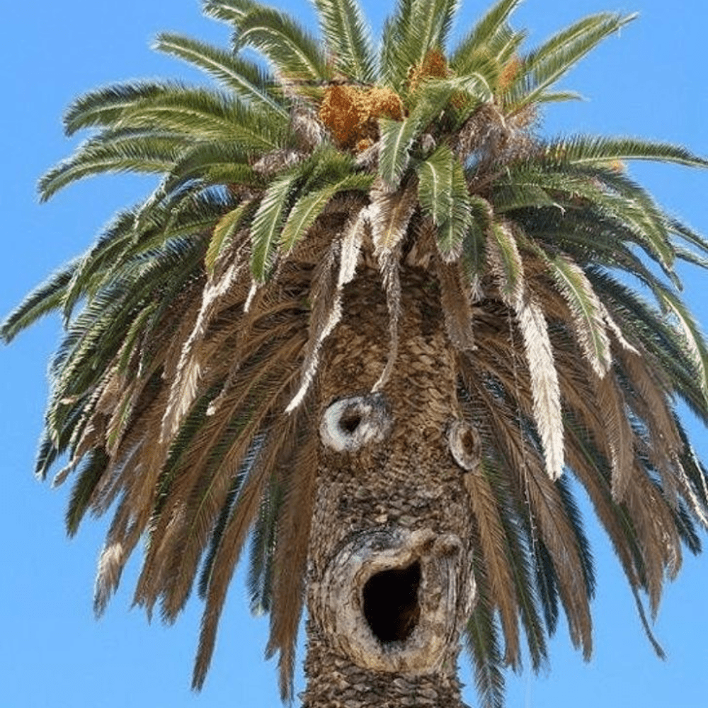 sideshow box palm tree, this tree has seen some things