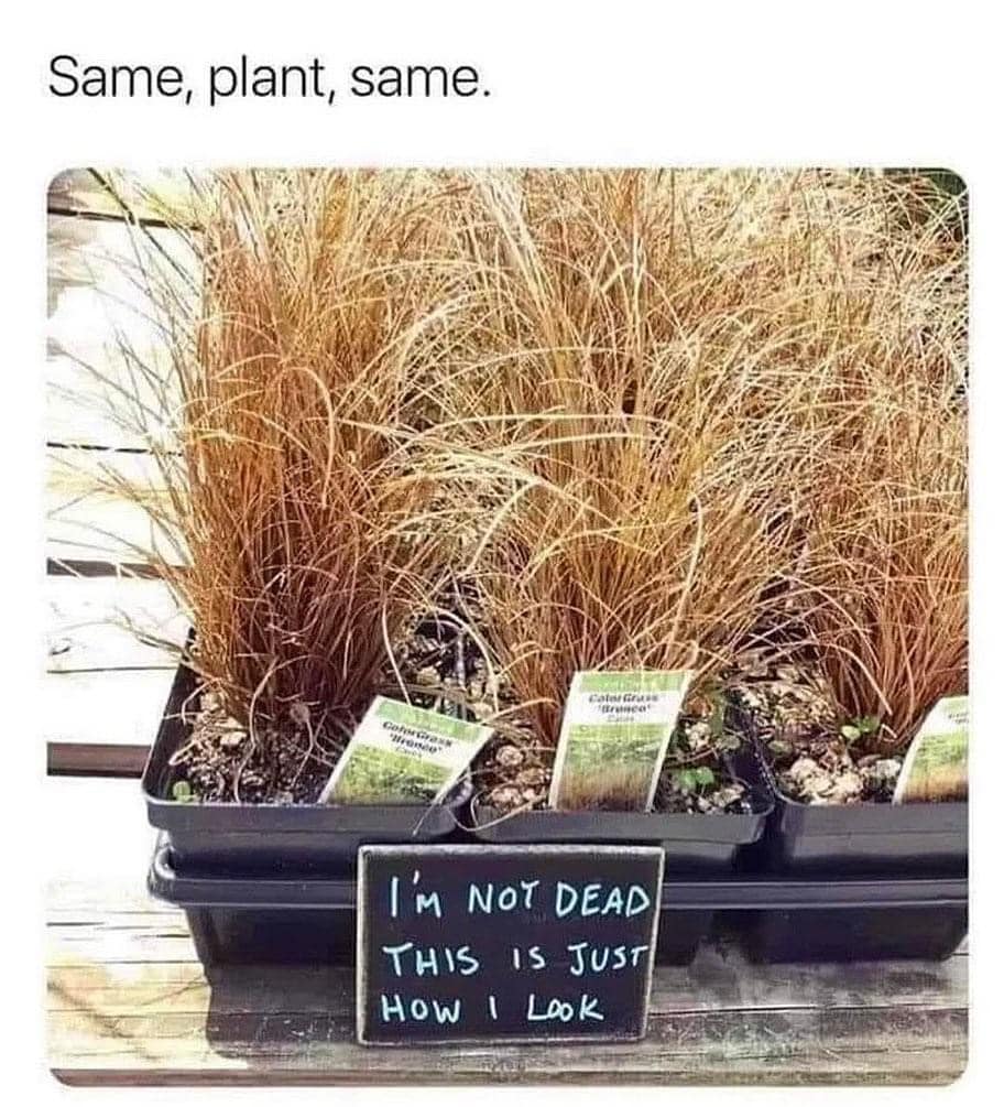 i'm not dead, this is just how i look, same, plant, same