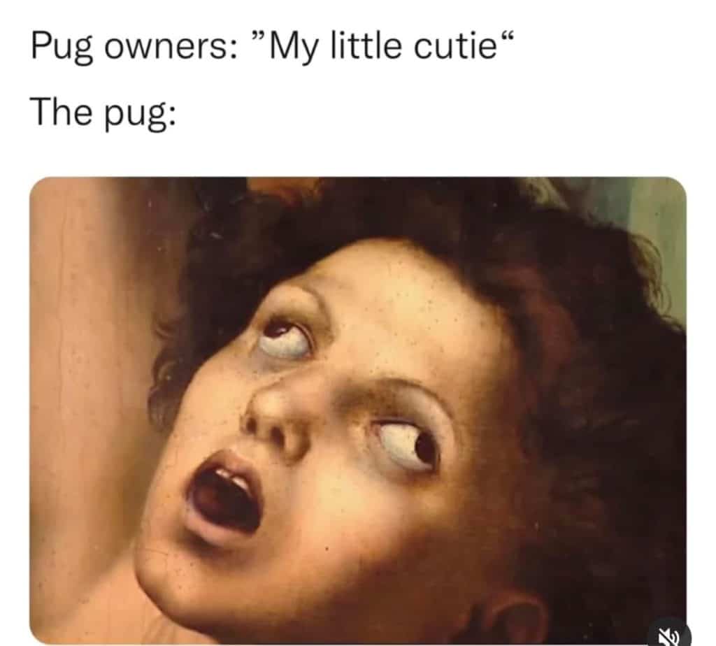 pug owners, my little cutie, the pug, 