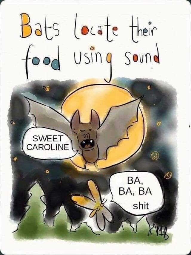 bats locate their food using sound, sweet caroline, ba ba ba, shit