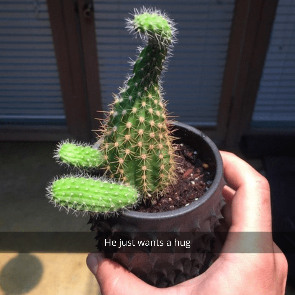 this cactus, he just wants a hug