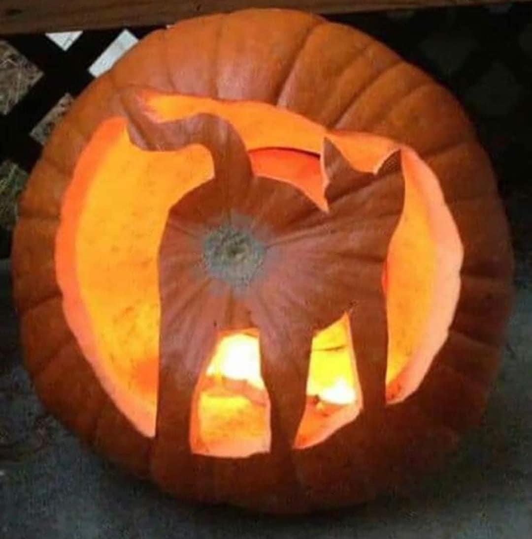 pumpkin carving of a cat’s anus, halloween