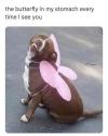 the butterfly in my stomach every time i see you