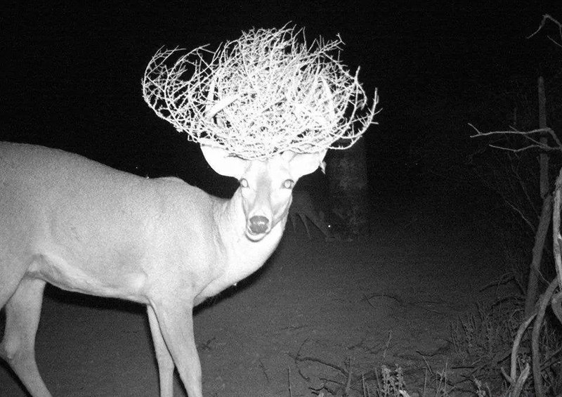 wild photos captured by trail cams, real life, wtf